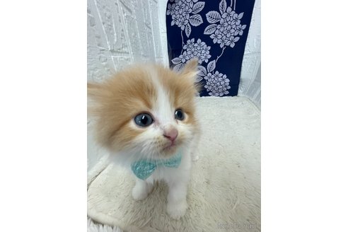 販売中の鳥取県のミヌエット-120431の6枚目