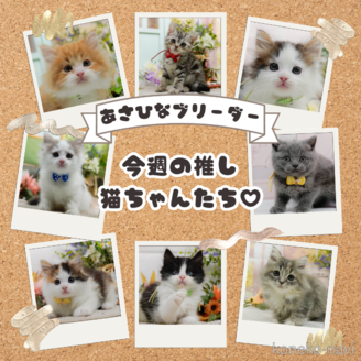 販売中の神奈川県のエキゾチックショートヘア-120271の3枚目