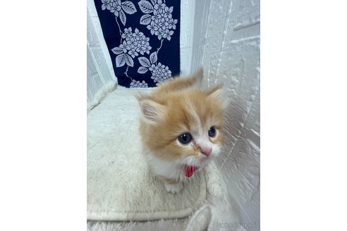 販売中の鳥取県のミヌエット(短足)-120432の5枚目