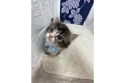 販売中の鳥取県のミヌエット(短足)-120433の13枚目