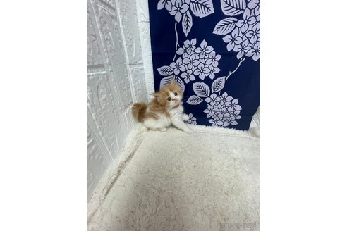 販売中の鳥取県のミヌエット-120434の11枚目