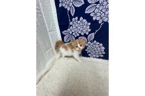 販売中の鳥取県のミヌエット-120434の12枚目