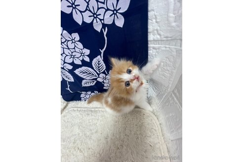 販売中の鳥取県のミヌエット-120434の9枚目