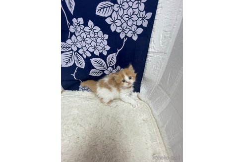 販売中の鳥取県のミヌエット-120434の8枚目