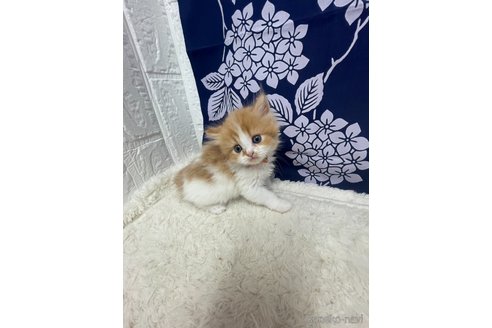販売中の鳥取県のミヌエット-120434の4枚目