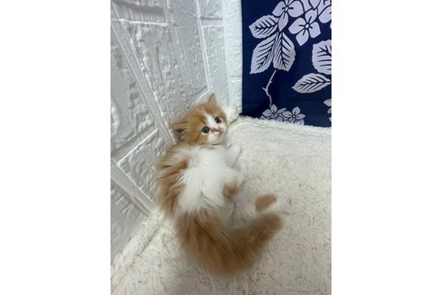 販売中の鳥取県のミヌエット-120434の6枚目