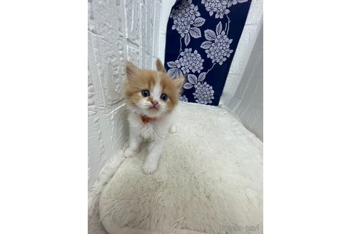 販売中の鳥取県のミヌエット-120434の5枚目