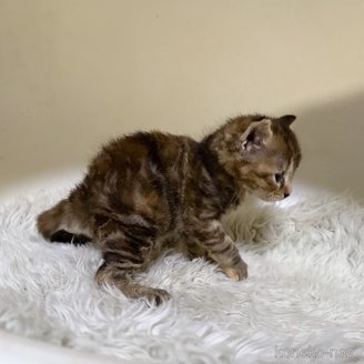 販売中の福岡県のマンチカン-120437の8枚目