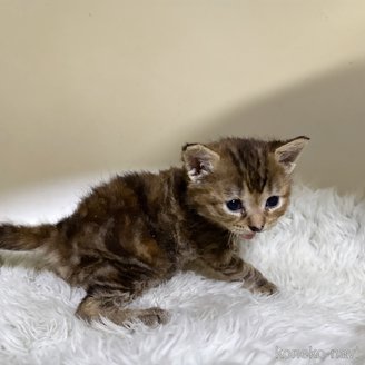 販売中の福岡県のマンチカン-120437の9枚目
