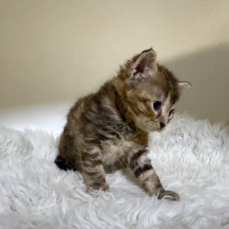 販売中の福岡県のマンチカン-120437の5枚目