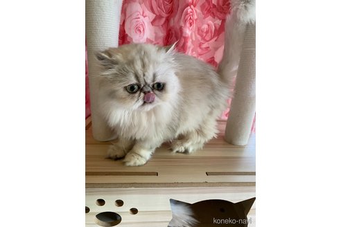 販売中の福岡県のペルシャ-120436の4枚目