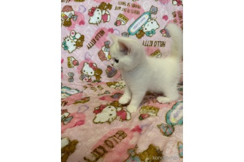 販売中の群馬県のスコティッシュフォールド-120438の2枚目