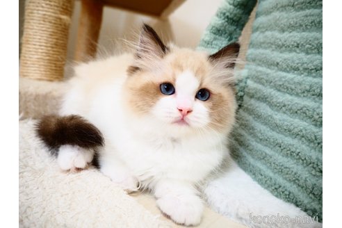 販売中の埼玉県のラグドール-116400の5枚目
