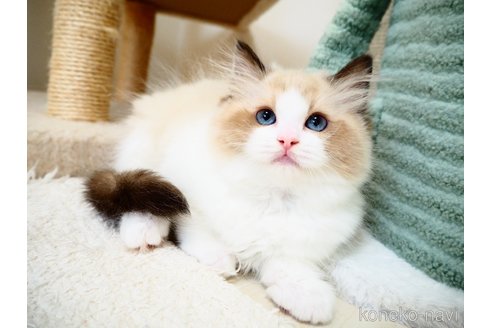 販売中の埼玉県のラグドール-116400の4枚目