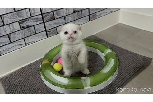 販売中の福岡県のマンチカン(短足)-120440の4枚目