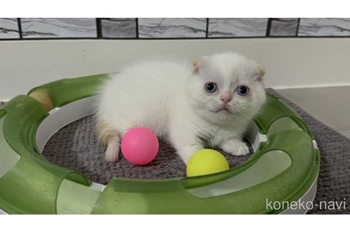 販売中の福岡県のマンチカン(短足)-120440の5枚目