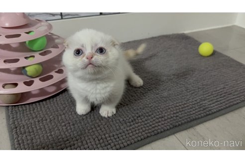 販売中の福岡県のマンチカン(短足)-120440の2枚目