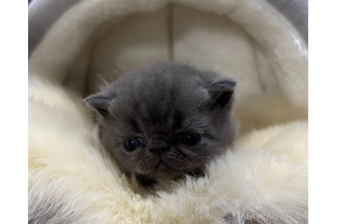 販売中の鹿児島県のエキゾチックショートヘア-120442の6枚目
