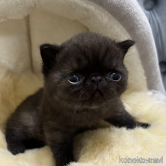 販売中の鹿児島県のエキゾチックショートヘア-120443