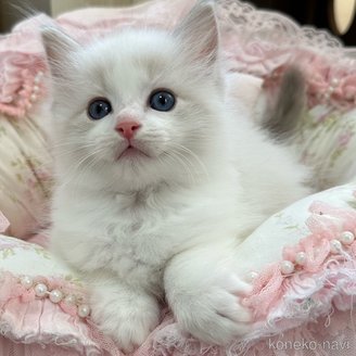商談中の埼玉県のラグドール-120445の8枚目