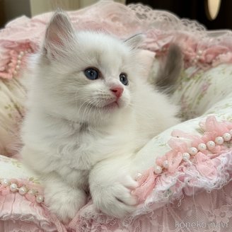 商談中の埼玉県のラグドール-120445の5枚目