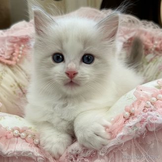 商談中の埼玉県のラグドール-120445の7枚目