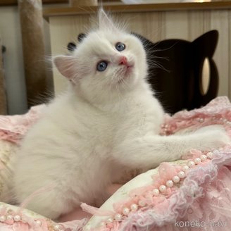 販売中の埼玉県のラグドール-120446の15枚目