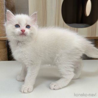 販売中の埼玉県のラグドール-120446の8枚目