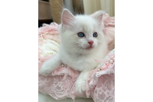販売中の埼玉県のラグドール-120446の9枚目