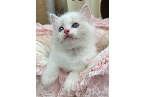 販売中の埼玉県のラグドール-120446の10枚目