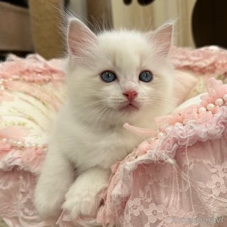 販売中の埼玉県のラグドール-120446の6枚目