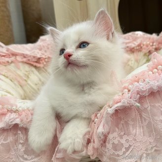 販売中の埼玉県のラグドール-120446の7枚目