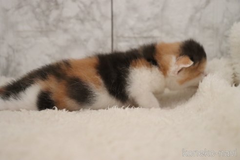 販売中の埼玉県のスコティッシュフォールド-120452の7枚目