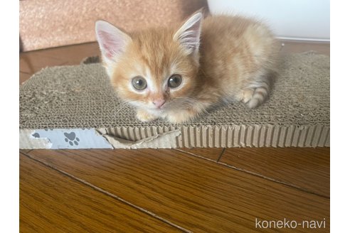販売中の岡山県のミックス-120453