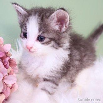 販売中の神奈川県のノルウェージャンフォレストキャット-120459の3枚目