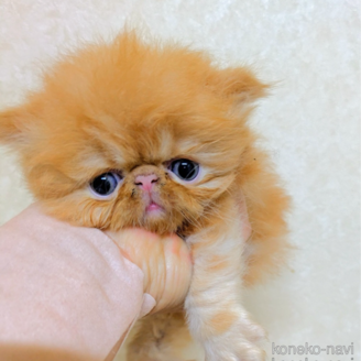 販売中の青森県のエキゾチックロングヘア-120460