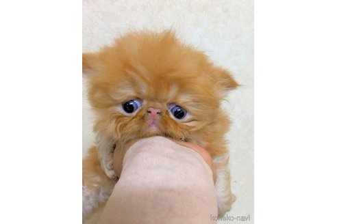販売中の青森県のエキゾチックロングヘア-120460の3枚目
