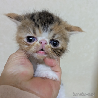 販売中の青森県のエキゾチックショートヘア-120461の2枚目