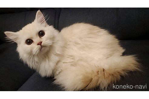 ルチルくん1枚目