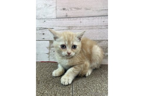 販売中の兵庫県のマンチカン-120466