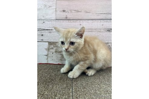 販売中の兵庫県のマンチカン-120466の3枚目