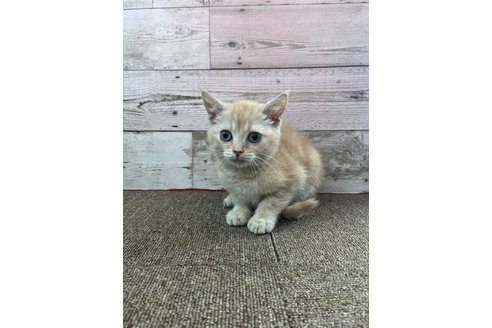 販売中の兵庫県のマンチカン-120466の4枚目