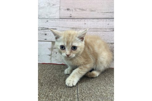 販売中の兵庫県のマンチカン-120466の5枚目