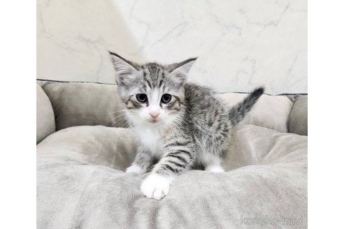 販売中の北海道のミックス-120469の7枚目