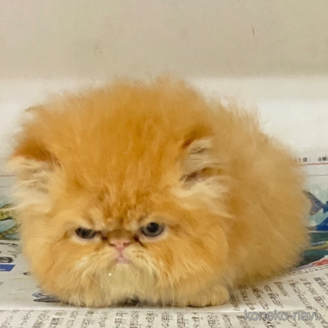 販売中の東京都のエキゾチックロングヘア-120483の3枚目