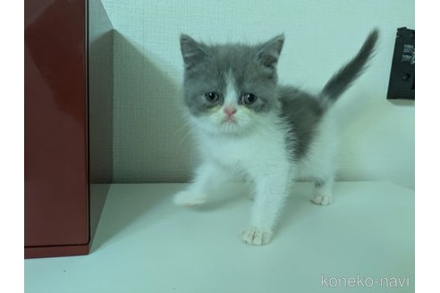 販売中の大阪府のミヌエット-115733の9枚目