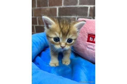 販売中の東京都のブリティッシュショートヘア-120487の3枚目