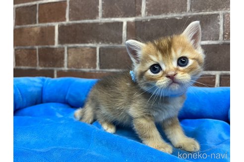 販売中の東京都のブリティッシュショートヘア-120487の5枚目