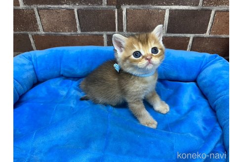 販売中の東京都のブリティッシュショートヘア-120487の7枚目