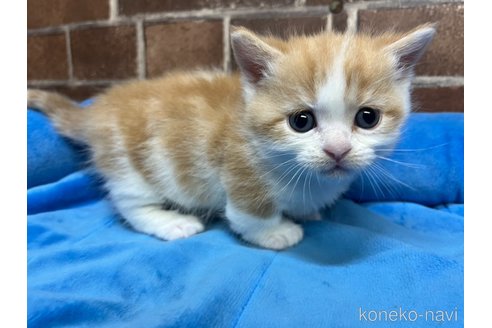 販売中の東京都のマンチカン(短足)-120488の4枚目